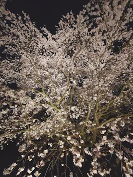 六義園に投稿された画像（2026/3/22）