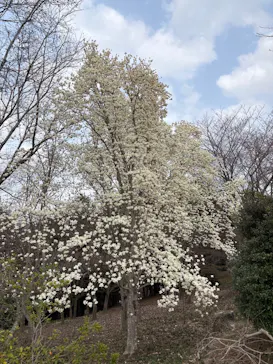 いばらきフラワーパークに投稿された画像（2026/3/22）