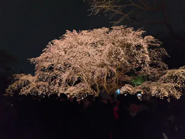 六義園に投稿された画像（2026/3/22）