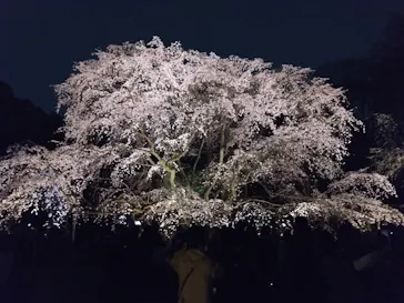 六義園に投稿された画像（2026/3/22）