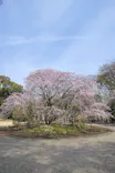 六義園に投稿された画像（2026/3/22）