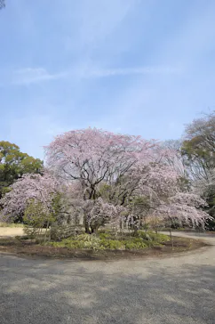 六義園に投稿された画像（2026/3/22）