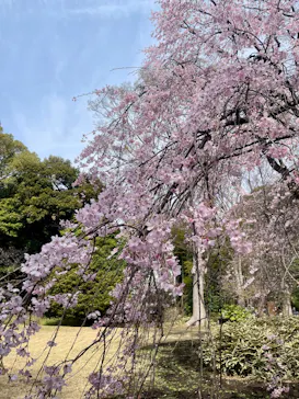 六義園に投稿された画像（2026/3/22）