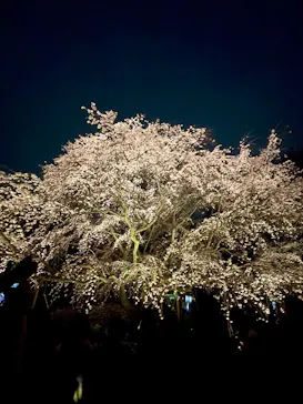 六義園に投稿された画像（2026/3/22）