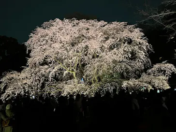 六義園に投稿された画像（2026/3/22）