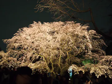 六義園に投稿された画像（2026/3/22）