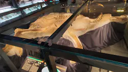 福井県立恐竜博物館に投稿された画像（2026/3/22）