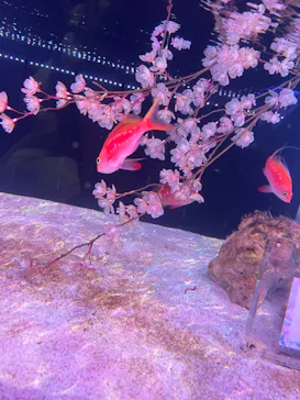 マクセル アクアパーク品川に投稿された画像（2026/3/22）