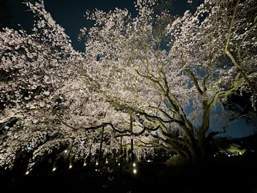 六義園に投稿された画像（2026/3/22）