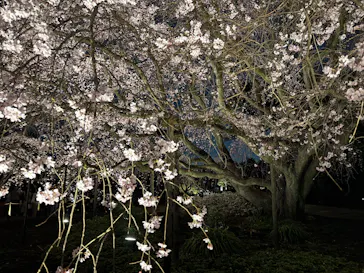 六義園に投稿された画像（2026/3/22）