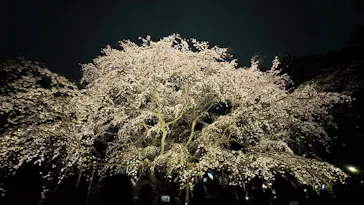 六義園に投稿された画像（2026/3/22）