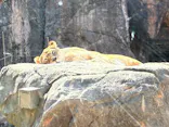 天王寺動物園に投稿された画像（2026/3/23）