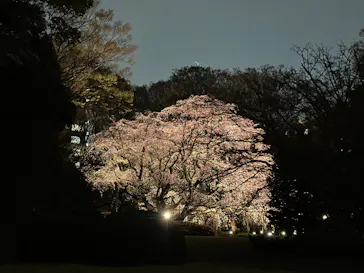 六義園に投稿された画像（2026/3/22）