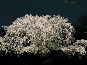 六義園に投稿された画像（2026/3/22）
