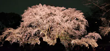 六義園に投稿された画像（2026/3/22）