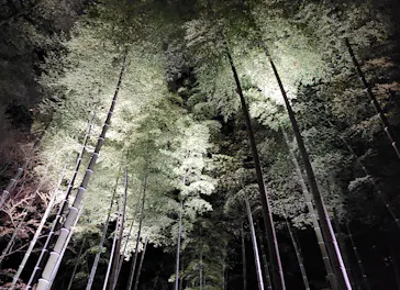 六義園に投稿された画像（2026/3/22）