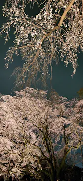 六義園に投稿された画像（2026/3/22）