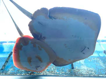 九十九島パールシーリゾートに投稿された画像（2026/3/22）