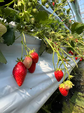 お陽様農園に投稿された画像（2026/3/22）