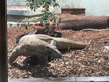 名古屋市東山動植物園に投稿された画像（2026/3/23）