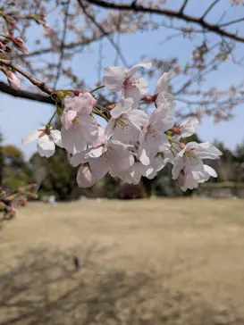 横浜イングリッシュガーデンに投稿された画像（2026/3/23）