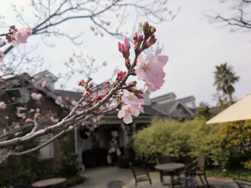 横浜イングリッシュガーデンに投稿された画像（2026/3/23）