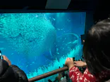 アクアワールド茨城県大洗水族館に投稿された画像（2026/3/23）