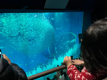 アクアワールド茨城県大洗水族館に投稿された画像（2026/3/23）