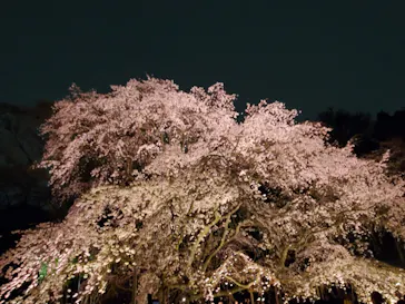 六義園に投稿された画像（2026/3/23）