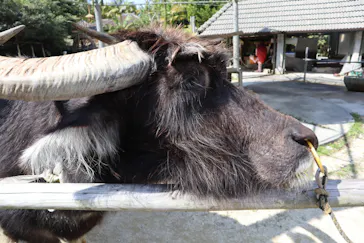 琉球村に投稿された画像（2026/3/23）