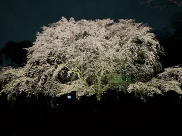 六義園に投稿された画像（2026/3/23）