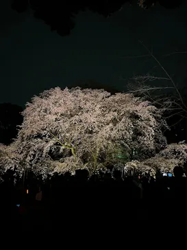 六義園に投稿された画像（2026/3/23）