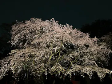 六義園に投稿された画像（2026/3/23）