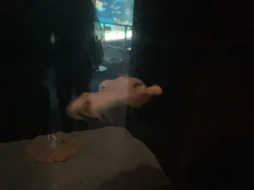 サンシャイン水族館に投稿された画像（2026/3/23）