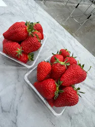 フルーツガーデンゆうに投稿された画像（2026/3/23）