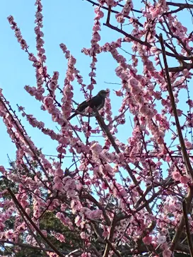 偕楽園本園に投稿された画像（2026/3/23）