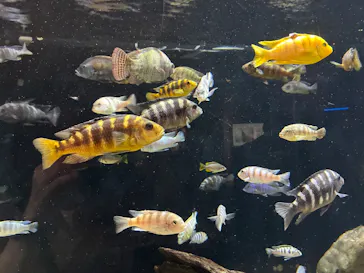 カワスイ 川崎⽔族館に投稿された画像（2026/3/23）