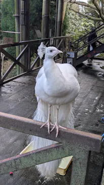 伊豆シャボテン動物公園に投稿された画像（2026/3/23）