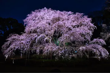 六義園に投稿された画像（2026/3/22）