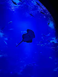 京都水族館に投稿された画像（2026/3/23）