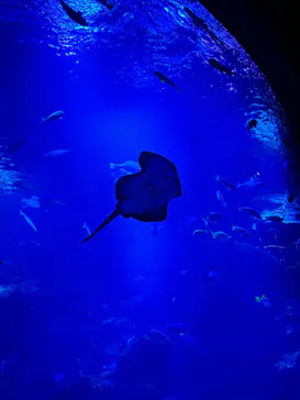 京都水族館に投稿された画像（2026/3/23）