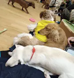 いぬカフェRio 新宿店に投稿された画像（2026/3/23）