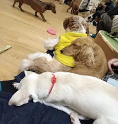 いぬカフェRio 新宿店に投稿された画像（2026/3/23）