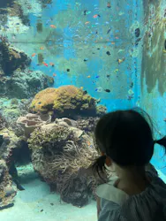 沖縄美ら海水族館に投稿された画像（2026/3/23）