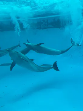 南知多ビーチランド＆南知多おもちゃ王国に投稿された画像（2026/3/23）