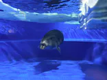 サンシャイン水族館に投稿された画像（2026/3/23）