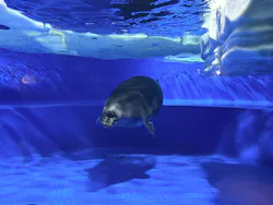 サンシャイン水族館に投稿された画像（2026/3/23）