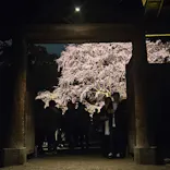 六義園に投稿された画像（2026/3/23）