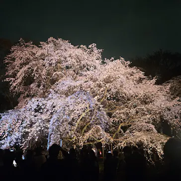 六義園に投稿された画像（2026/3/23）