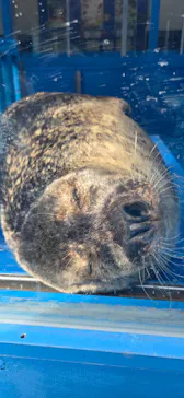 ゼロ距離水族館 伊勢シーパラダイスに投稿された画像（2026/3/23）